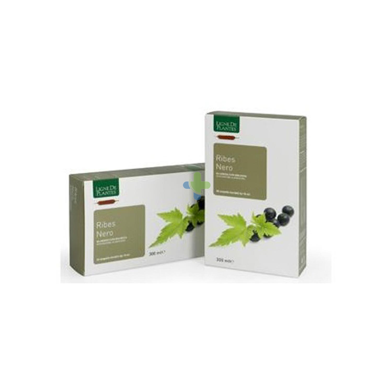 Ligne De Plantes Ribes Nero Bio 20ampolle